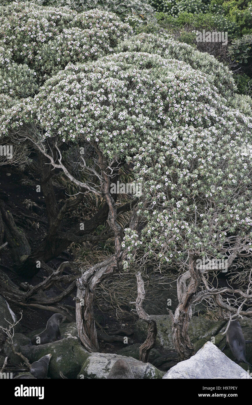 Tree daisy Olearia rani New Zealand Stock Photo