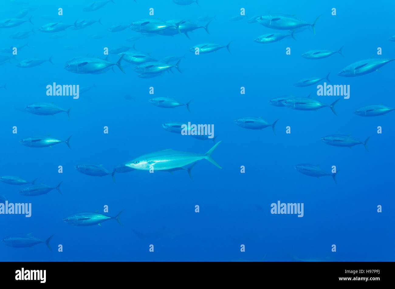 school of Yellowfin tuna and one Rainbow runner, Malpelo Island, Colombia, East Pacific Ocean Stock Photo