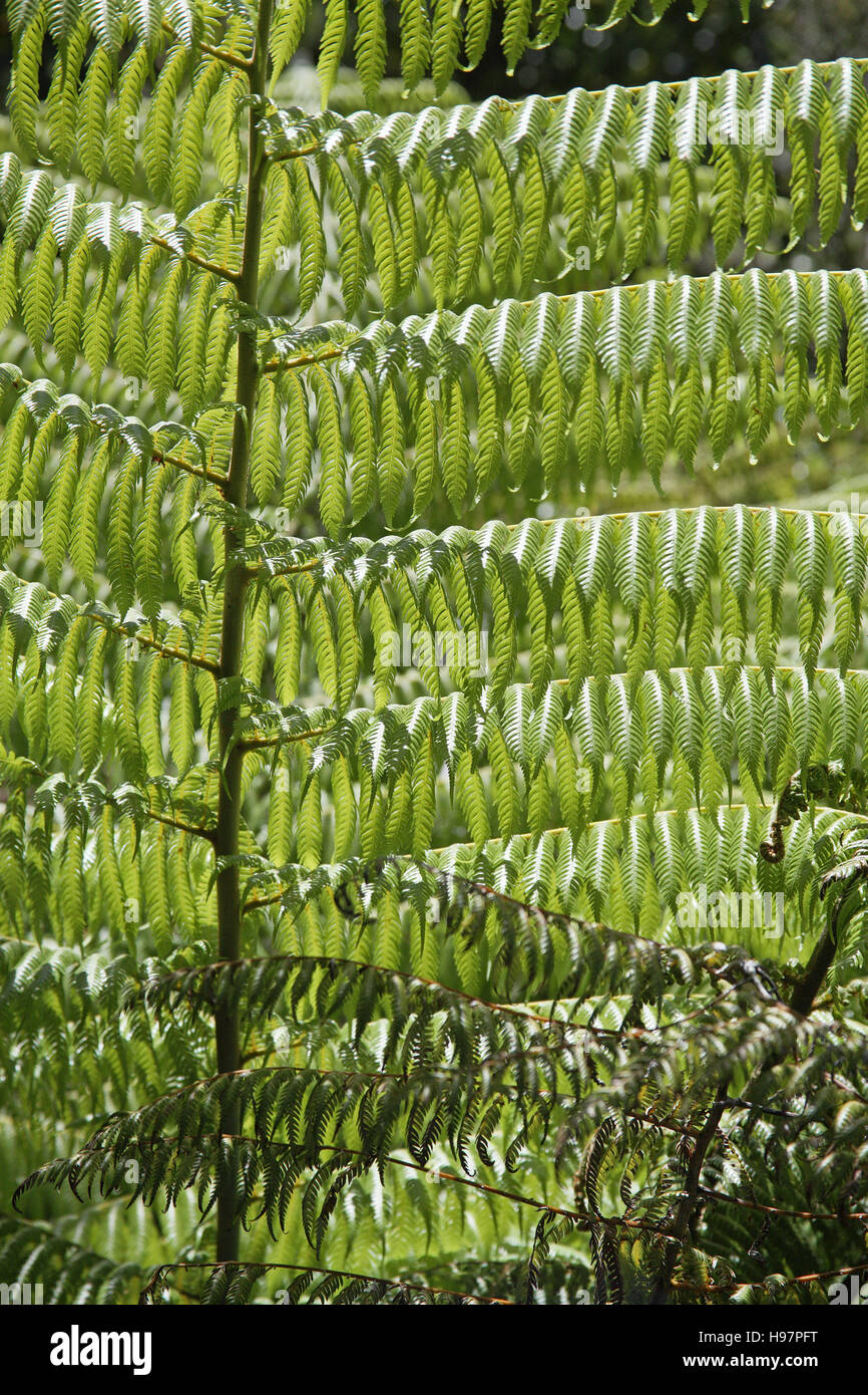 Tree fern species New Zealand Stock Photo Alamy