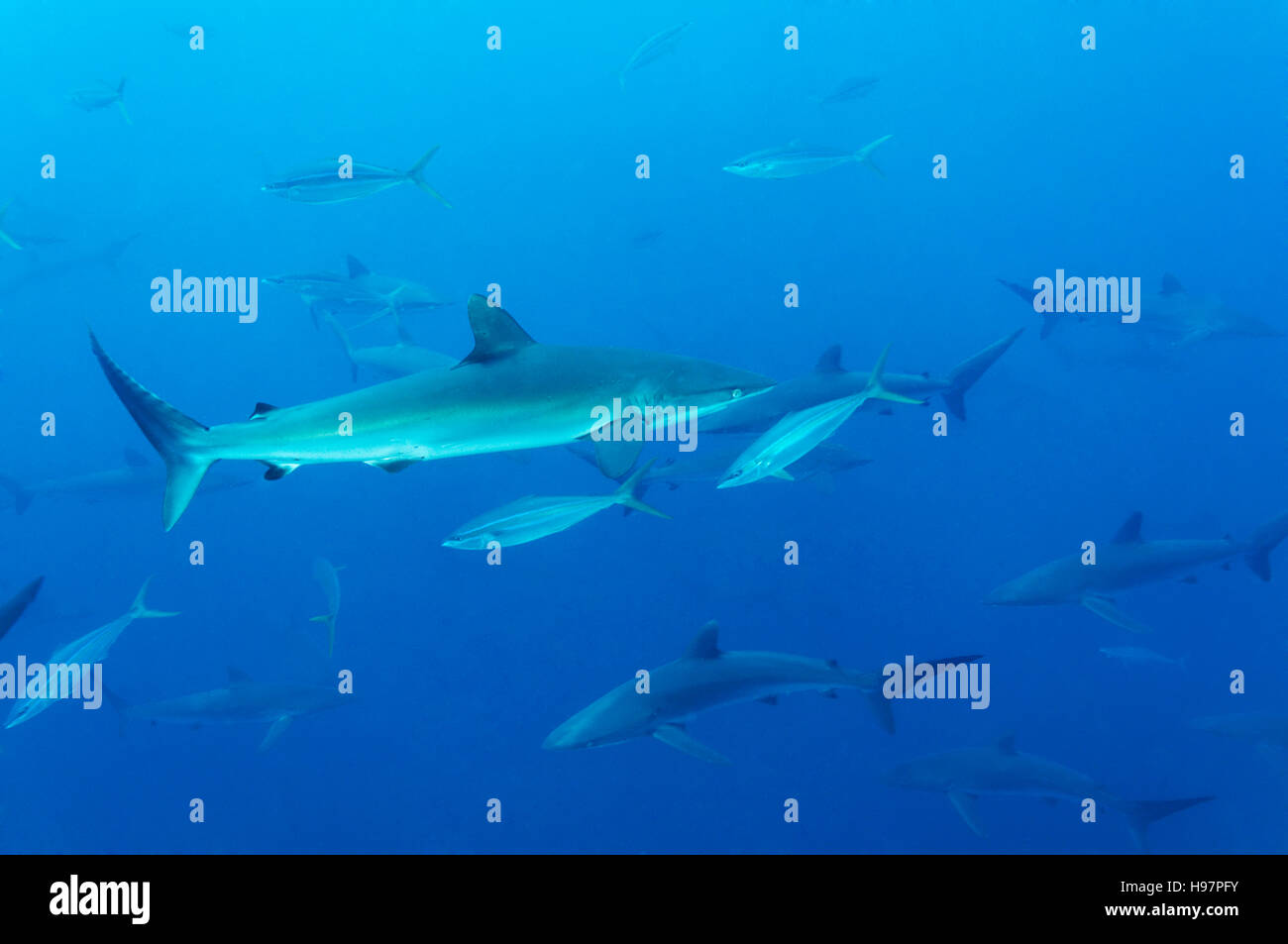 school of Silky shark, sharks, Malpelo Island, Colombia, East Pacific Ocean Stock Photo