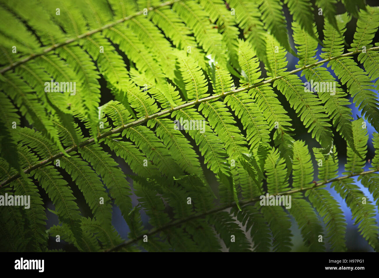 Tree fern species New Zealand Stock Photo Alamy