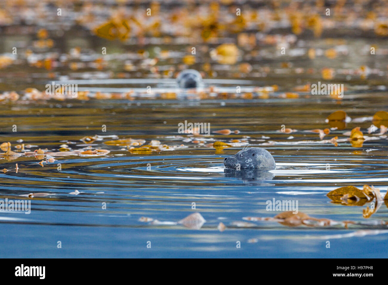 Harbour seals (Phoca vitulina) bottling amidst the kelp near the shore of the Tongass National Forest, Southeast Alaska Stock Photo