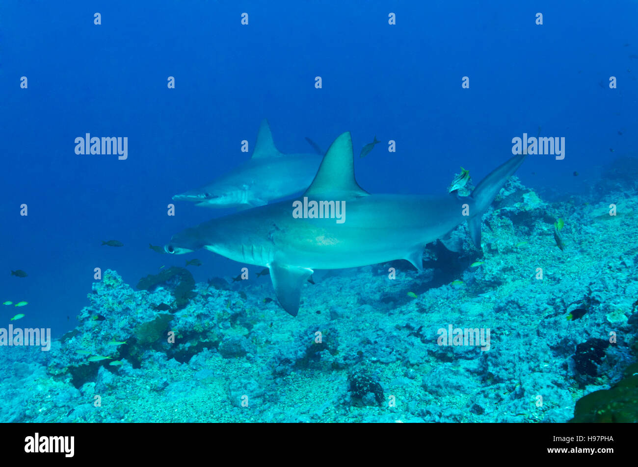 Scalloped hammerhead sharks, Malpelo Island, Colombia, East Pacific Ocean Stock Photo