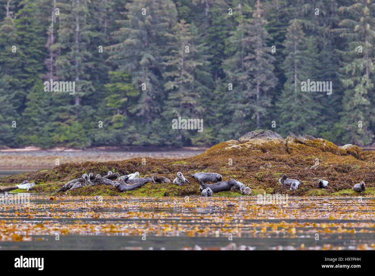 A colony of Harbor seal (Phoca vitulina) hauled-out to rest on seaweed covered rocks on the shore of Tongass National Forest, Alaska Stock Photo