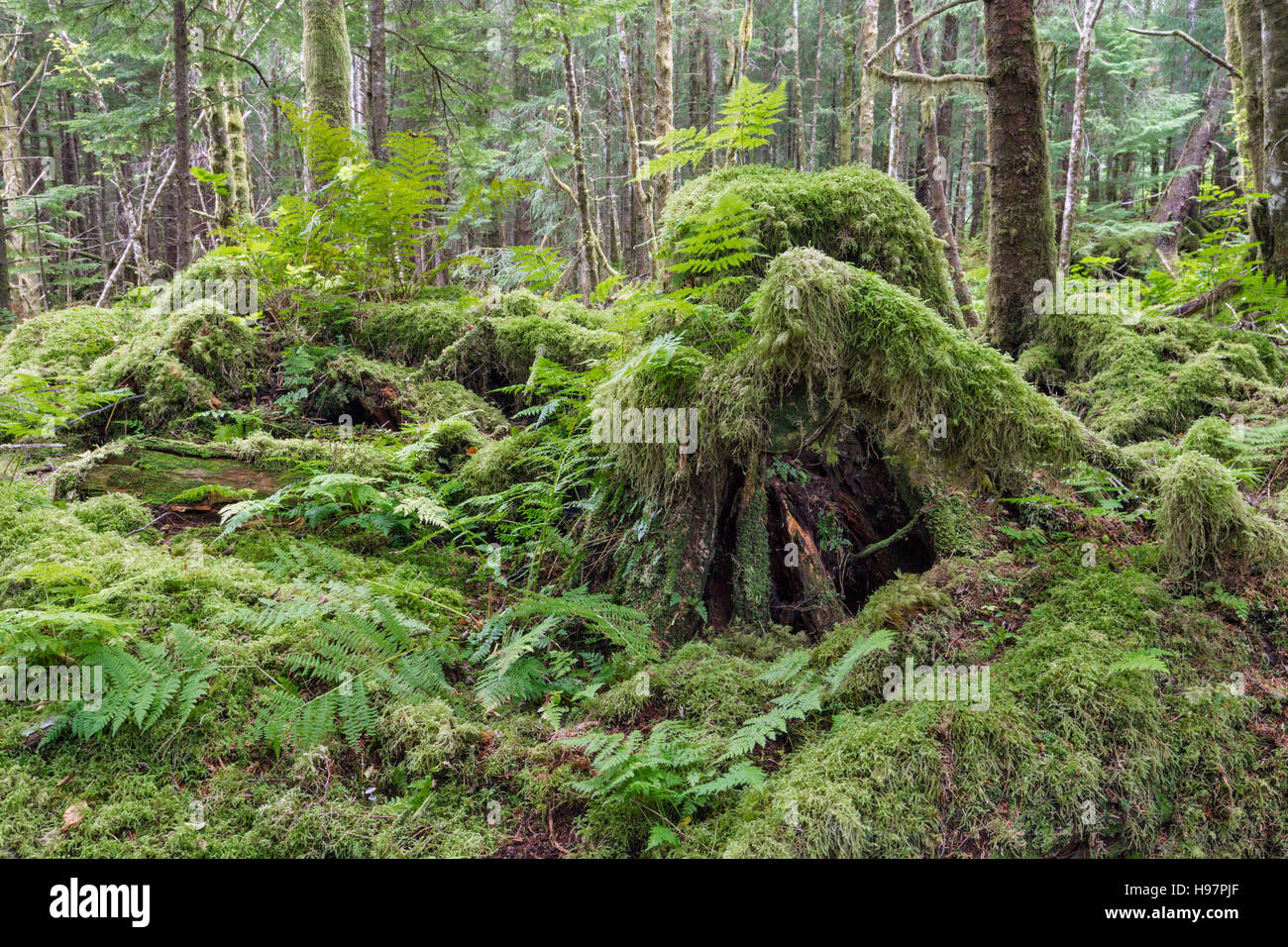 Moss covered tree stump, Tongass National Forest, Alaska Stock Photo