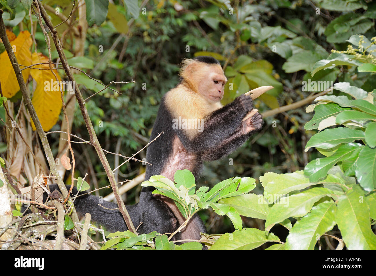 White-headed capuchin monkey, Rainforest, Gamboa, Panama Stock Photo