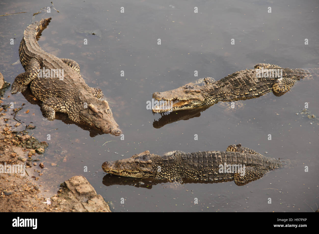 Three Cuban crocodiles resting in the water waiting for lunch, Guama, Santiago do Cuba, Cuba, Caribbean. Stock Photo