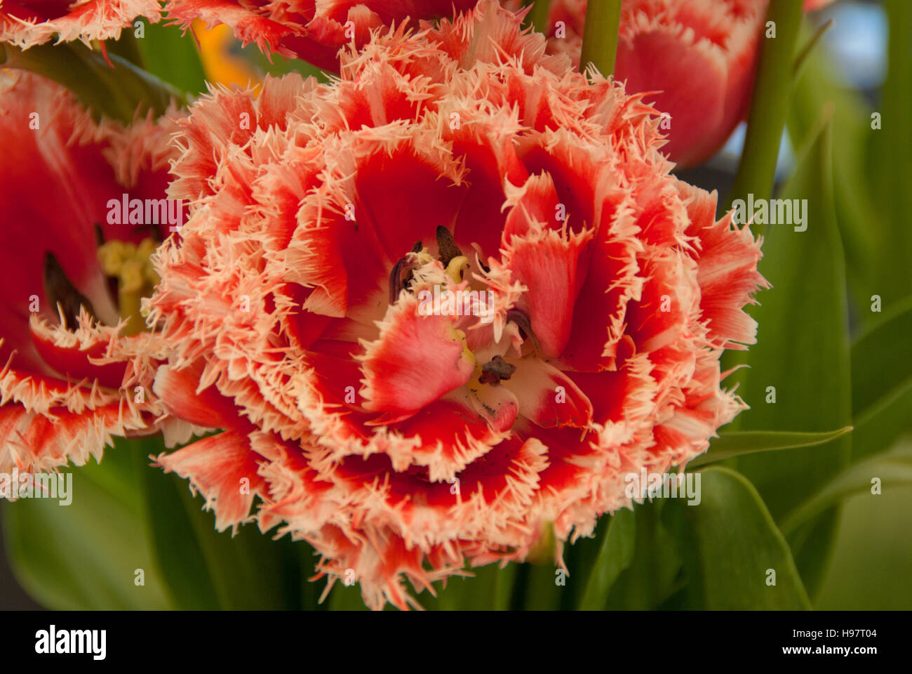 Tulip Brest Stock Photo