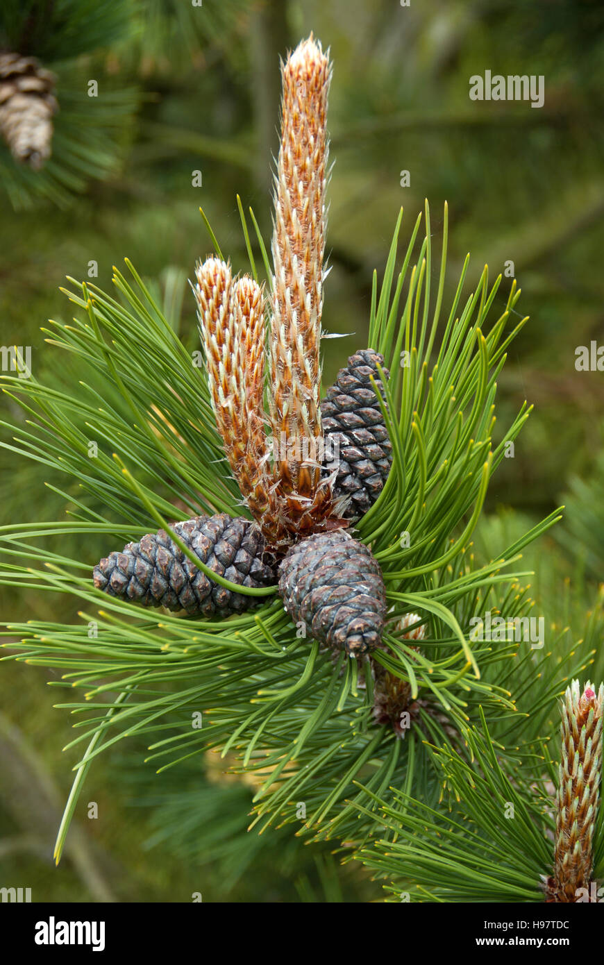 Bosnian pine cones Stock Photo