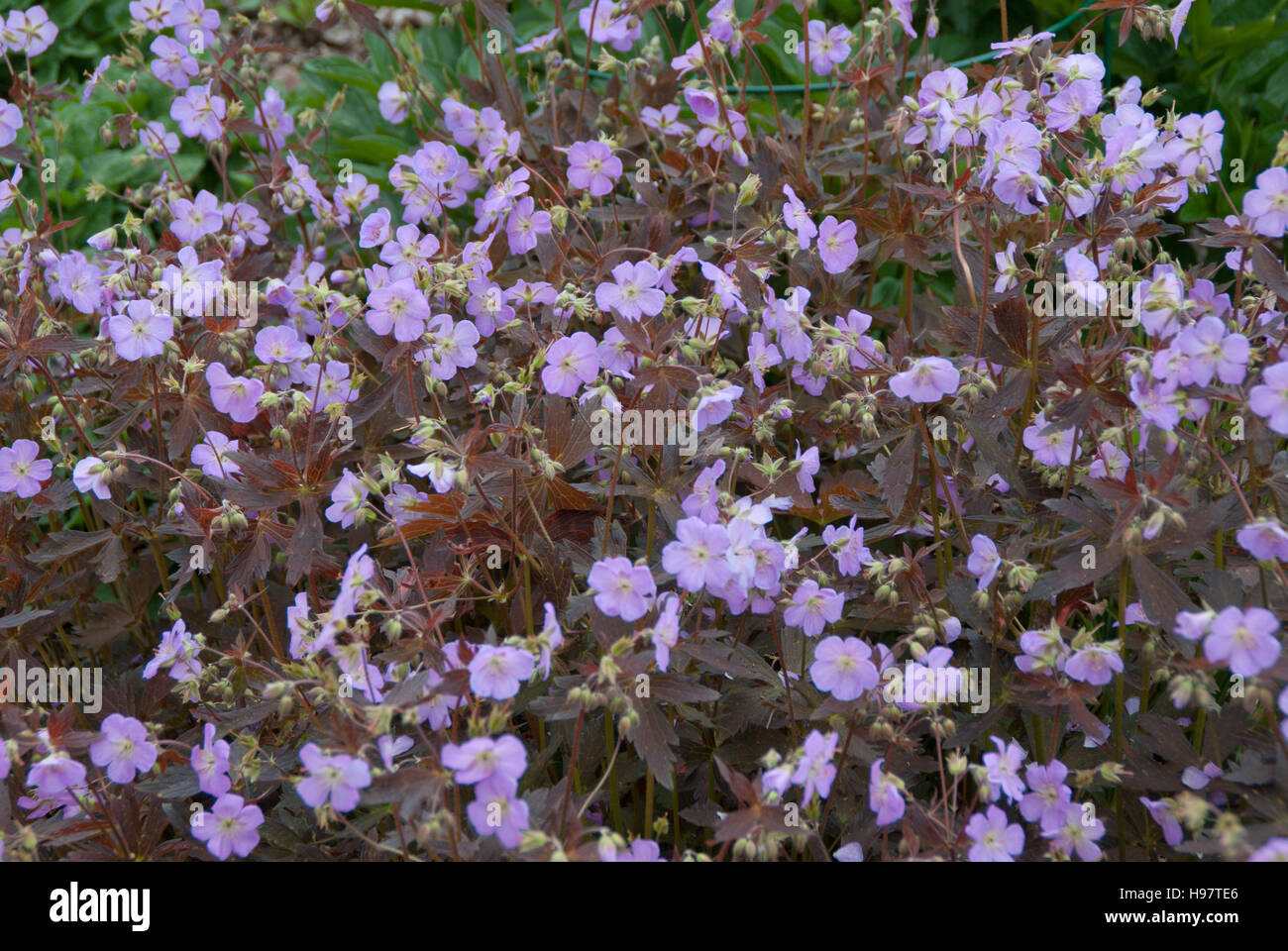 Geranium Maculatum Elizabeth Ann Stock Photo