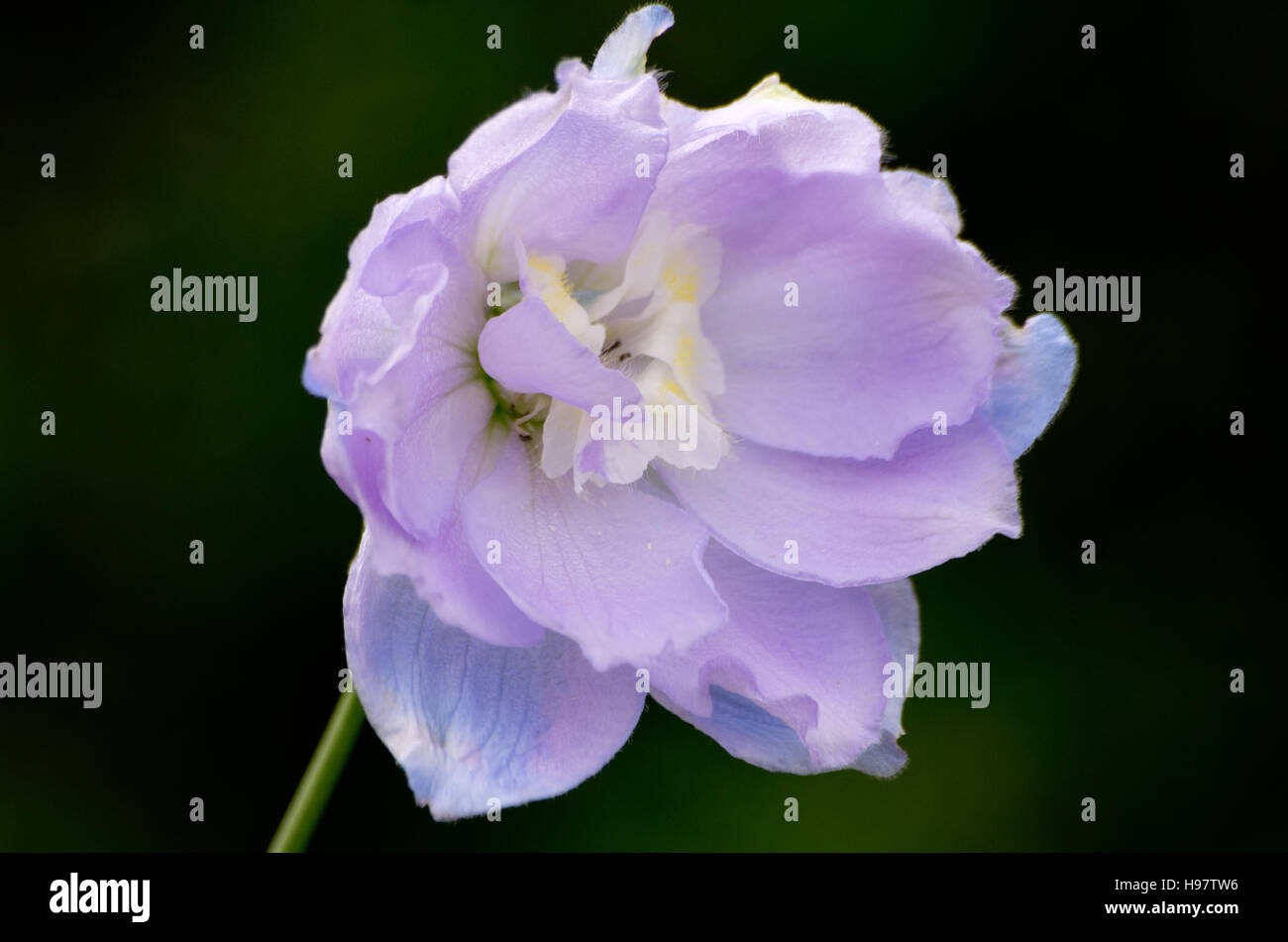 Dolly bird hires stock photography and images Alamy