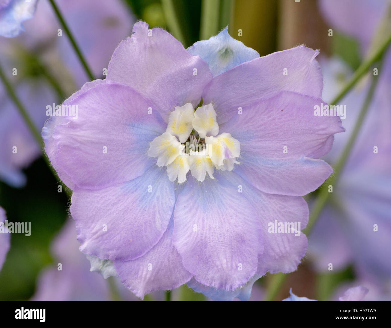 Delphinium dolly bird hires stock photography and images Alamy