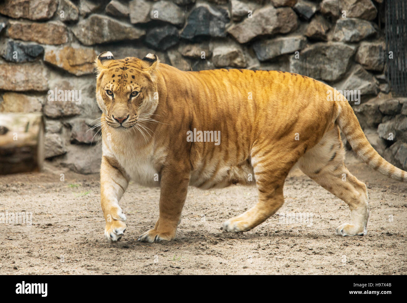 Liga Löwe Tiger