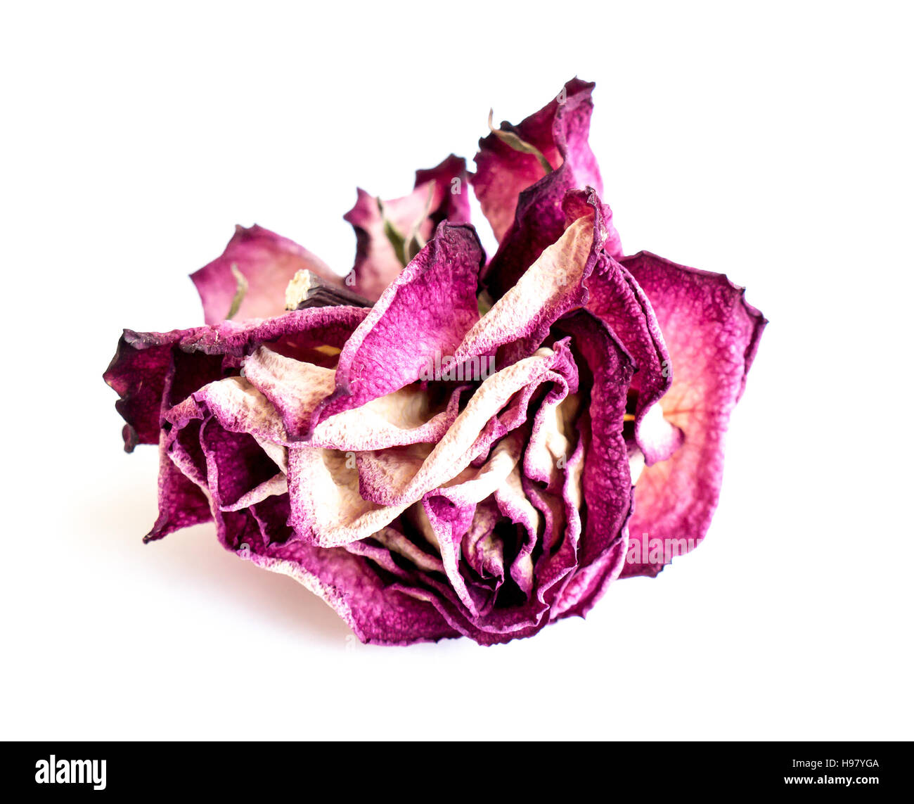 The isolated nature dried rose Stock Photo - Alamy
