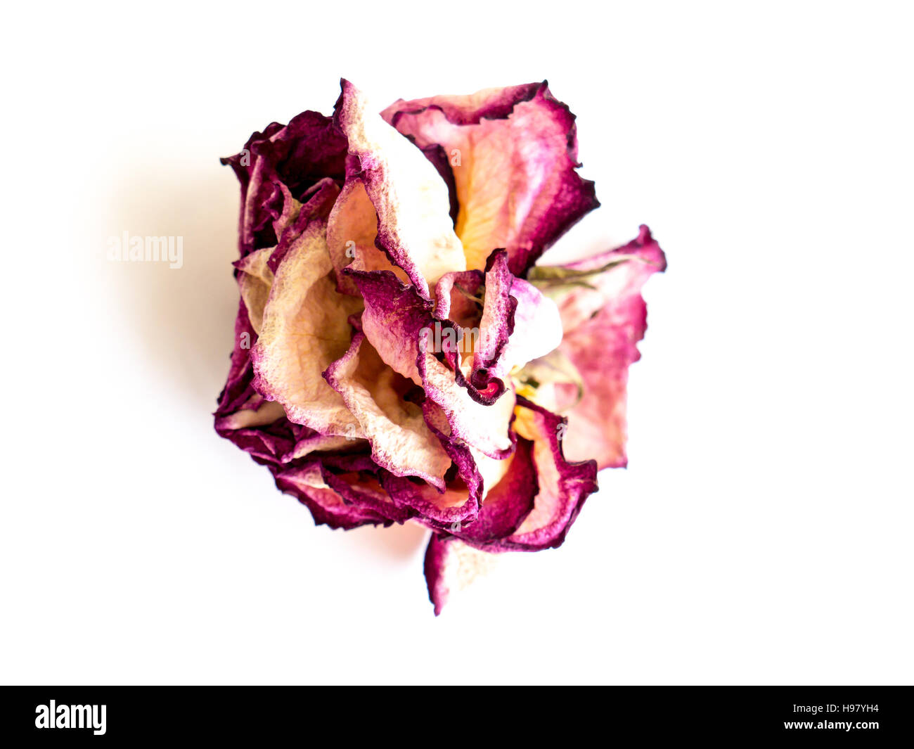 The isolated nature dried rose Stock Photo - Alamy