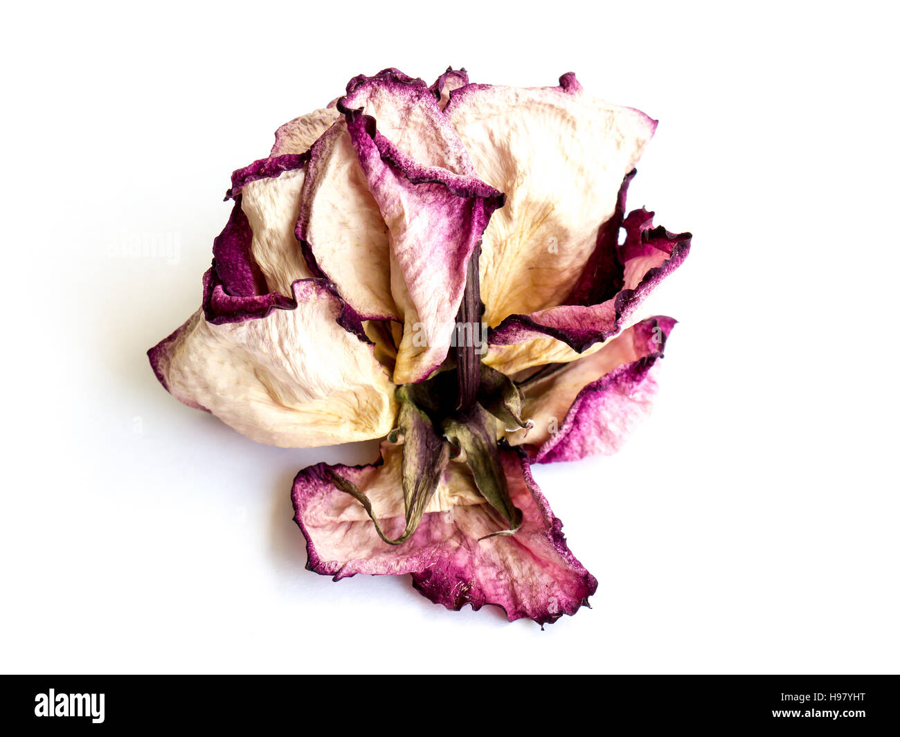 The isolated nature dried rose. Stock Photo