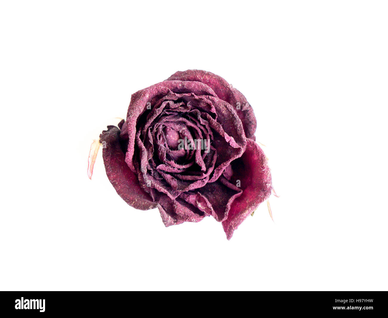 The isolated nature dried rose. Stock Photo