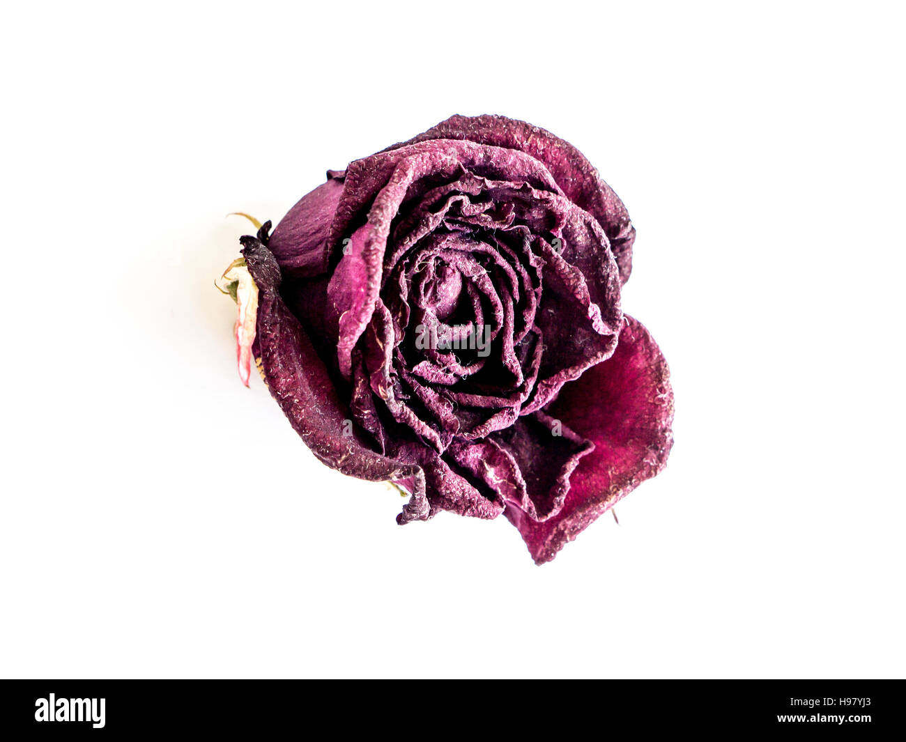The isolated nature dried rose Stock Photo - Alamy