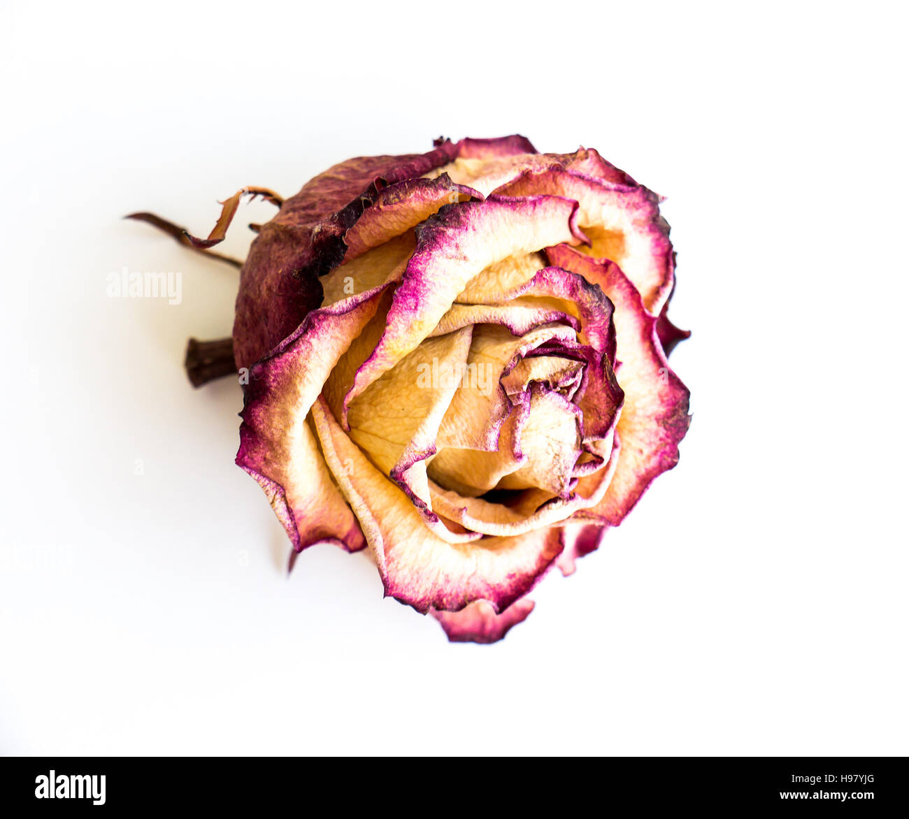 The isolated nature dried rose Stock Photo - Alamy