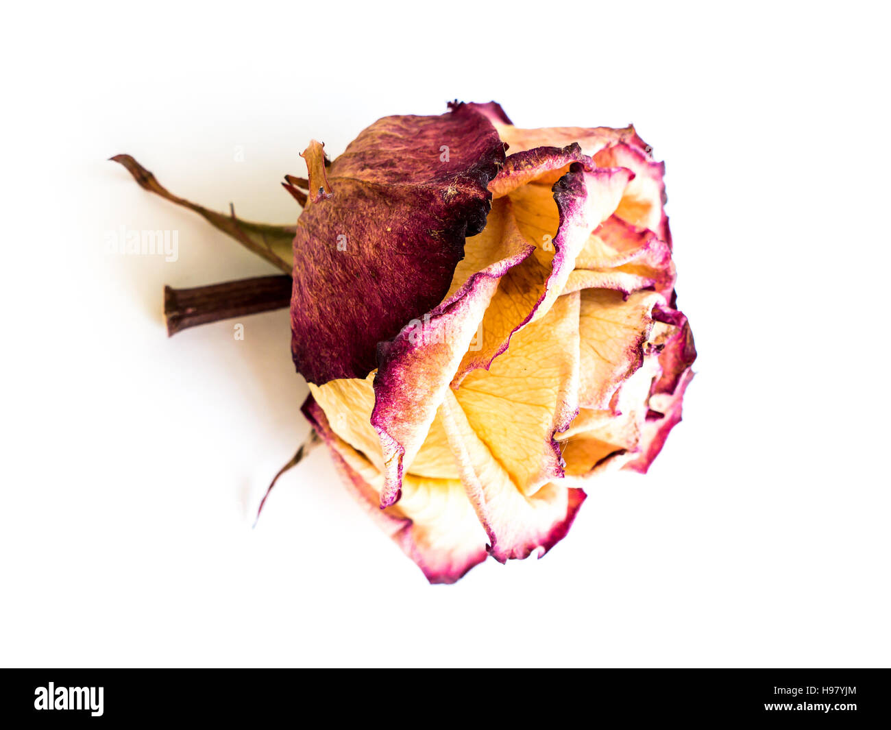 The isolated nature dried rose Stock Photo - Alamy