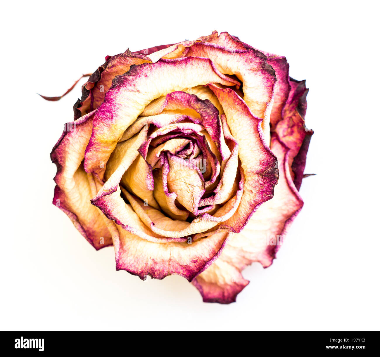 The isolated nature dried rose Stock Photo - Alamy