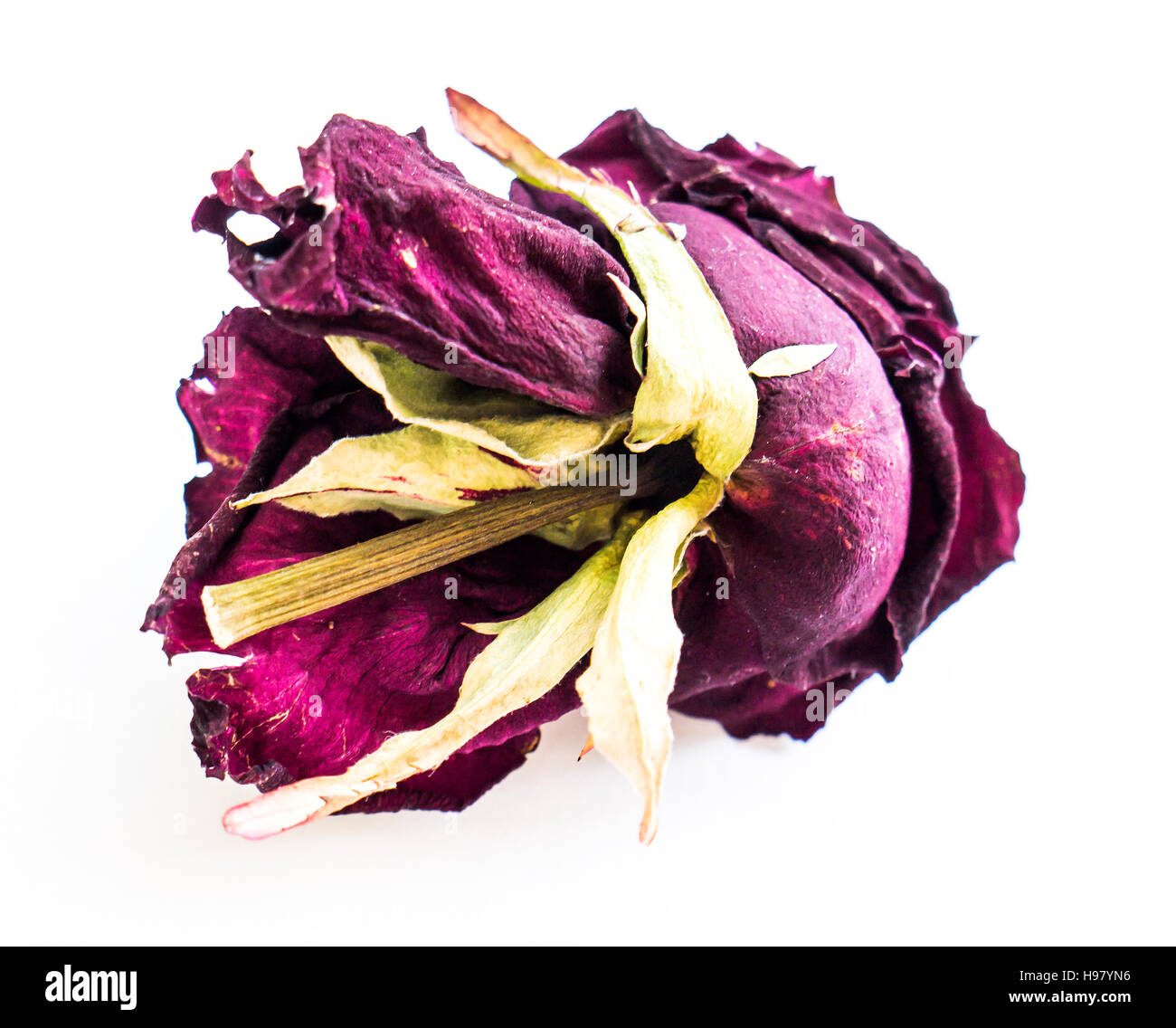 Rose black dried hi-res stock photography and images - Alamy