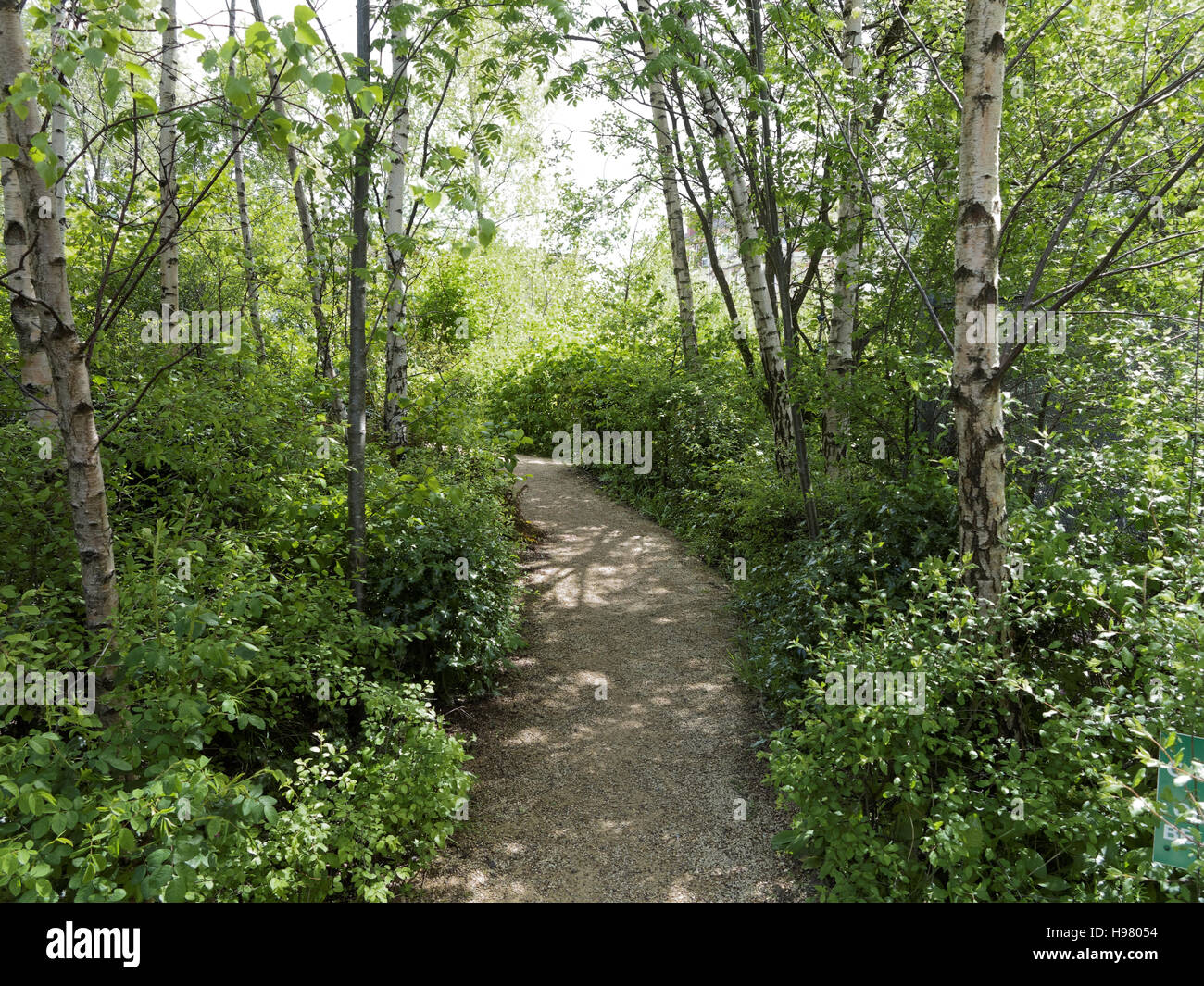 woodland scene greenery summer with path and green leafed trees Stock Photo