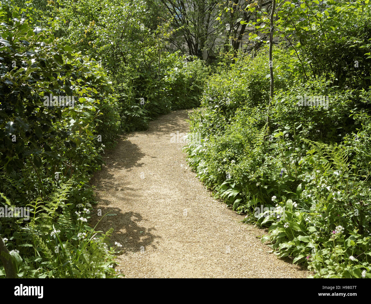 woodland scene greenery summer with path and green leafed trees Stock Photo