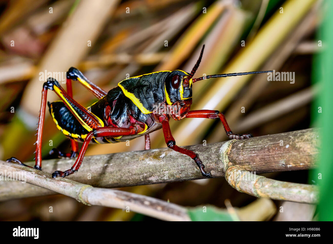 eastern lubber grasshopper, everglades, florida Stock Photo
