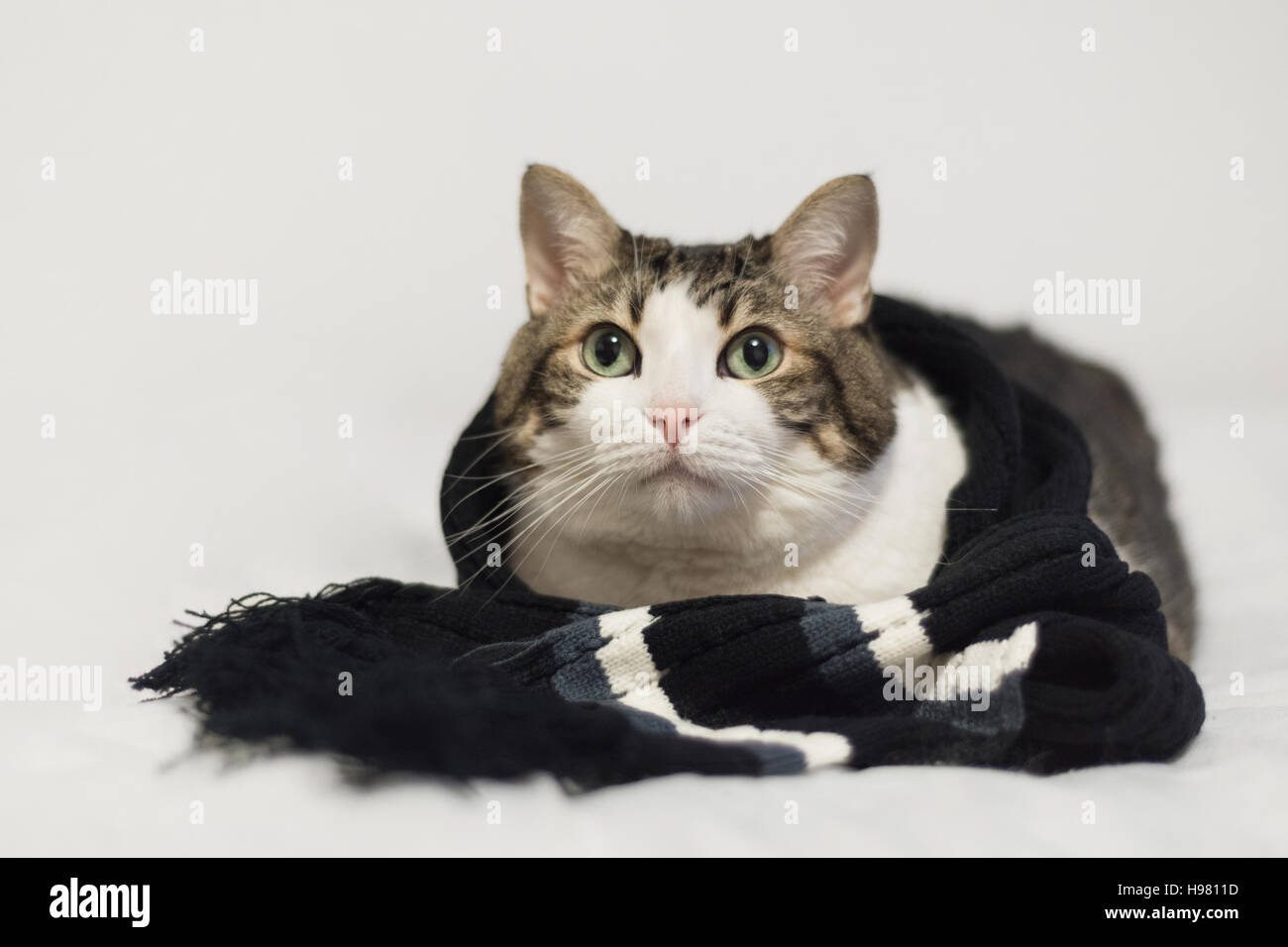 Funny cat wearing a warm scarf. Lying on a blanket. Winter season ...