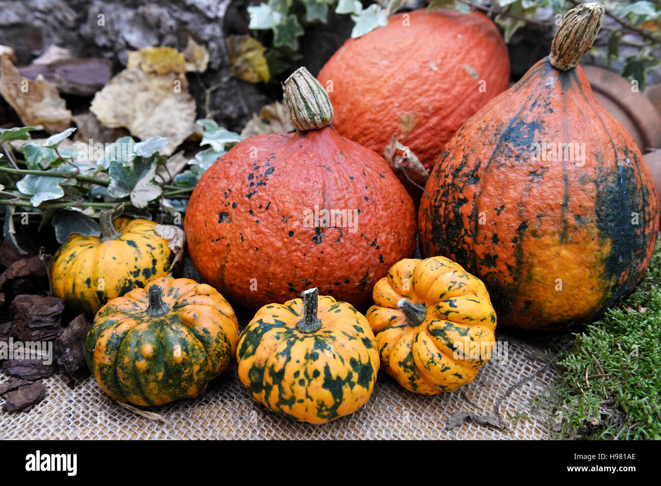 Set of marrows and pumkins in a garden in Colmar, France Stock Photo