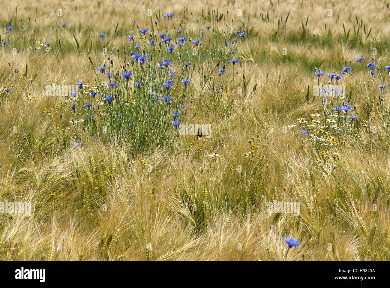 Wild cornflowers and daisies in a cornfield, Northern Germany Stock ...