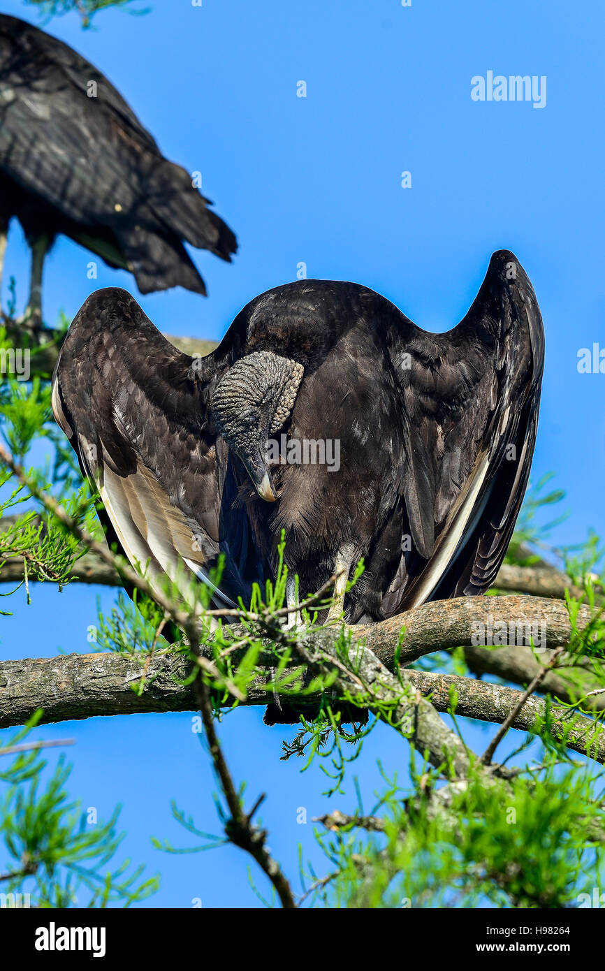 Black vulture Stock Photo