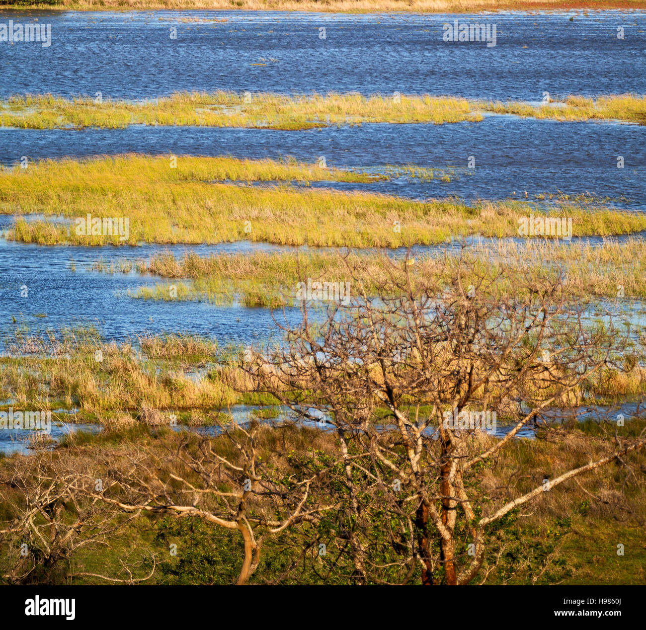 blur in south africa pond lake isimagaliso nature reserve and bush