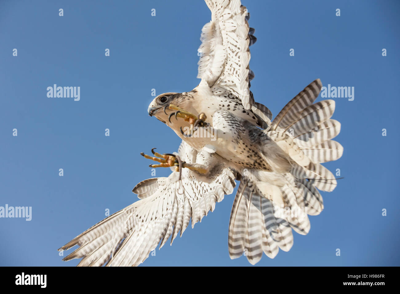 Ястреб-тетеревятник. Ястреб быстро. Ястреб быстро. Ястреб тетеревятник сапсан. 2) ястреб тетеревятник.