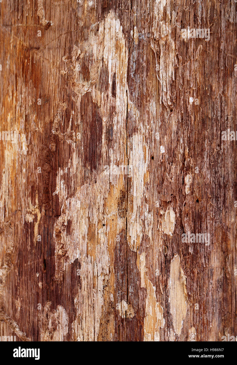 Beautiful wood texture pine photographed in close-up Stock Photo