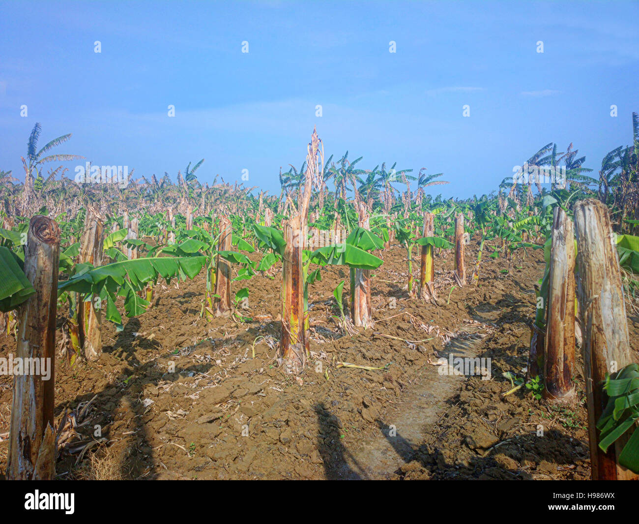 Old banana plantation. Old hollow broken stems (backup) and from