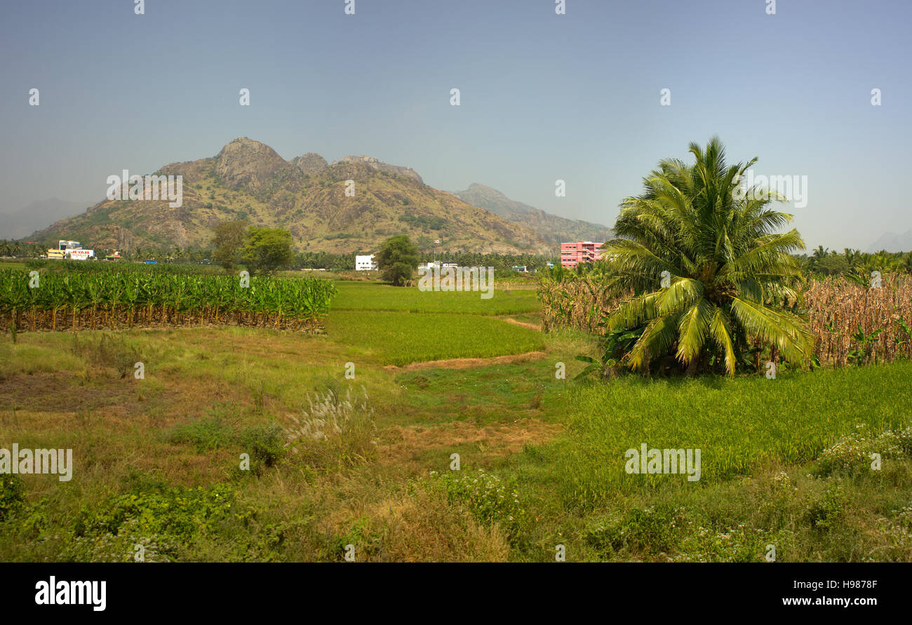 Rootpane group of coconut palm trees, flat green meadows 2. Eye-pleasing Park. View from passing car Stock Photo