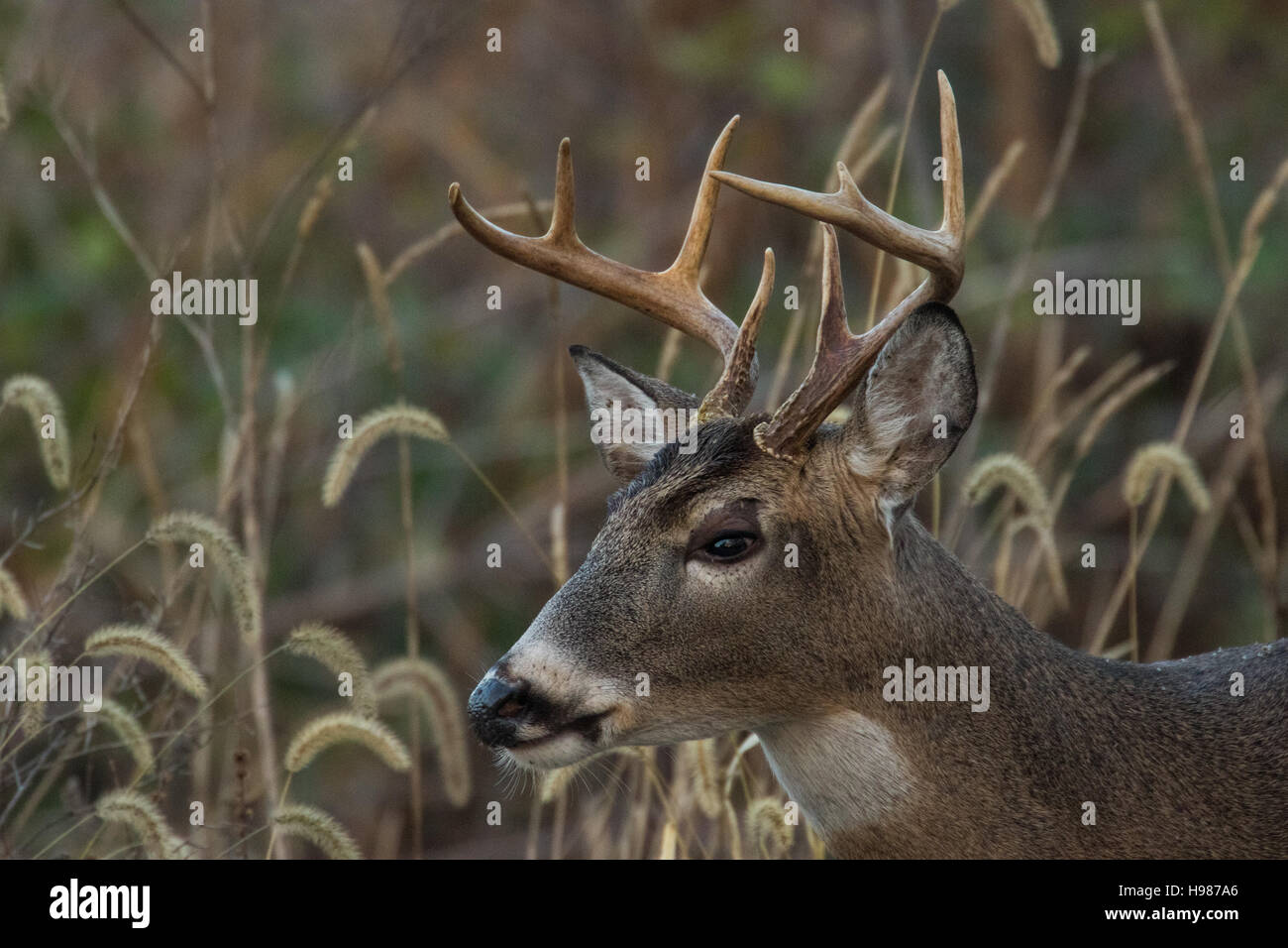 White-tailed deer buck Stock Photo