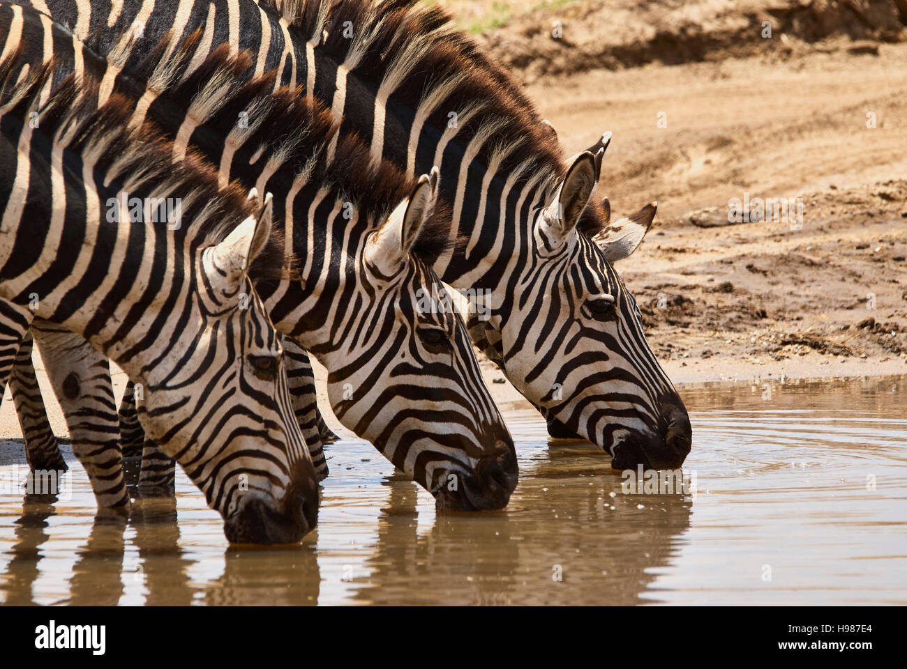 Zebras, synchronized drinking at a river Stock Photo