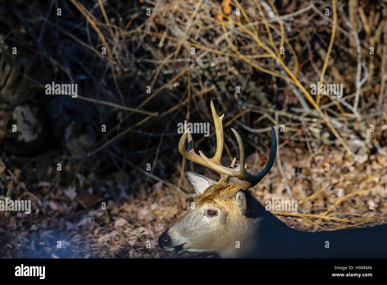 Closeup photo of a live deer rack Stock Photo Alamy