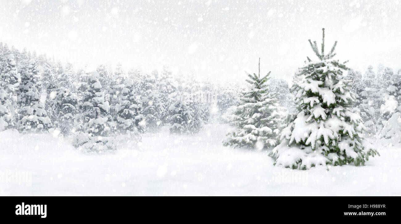 Fir trees in the snow hi-res stock photography and images - Alamy