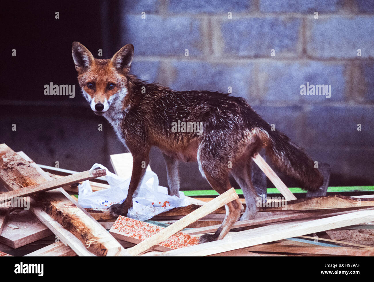 Red Fox, vixen, (Vulpes vulpes), scavenging for food in a builder's skip, London, United Kingdom Stock Photo