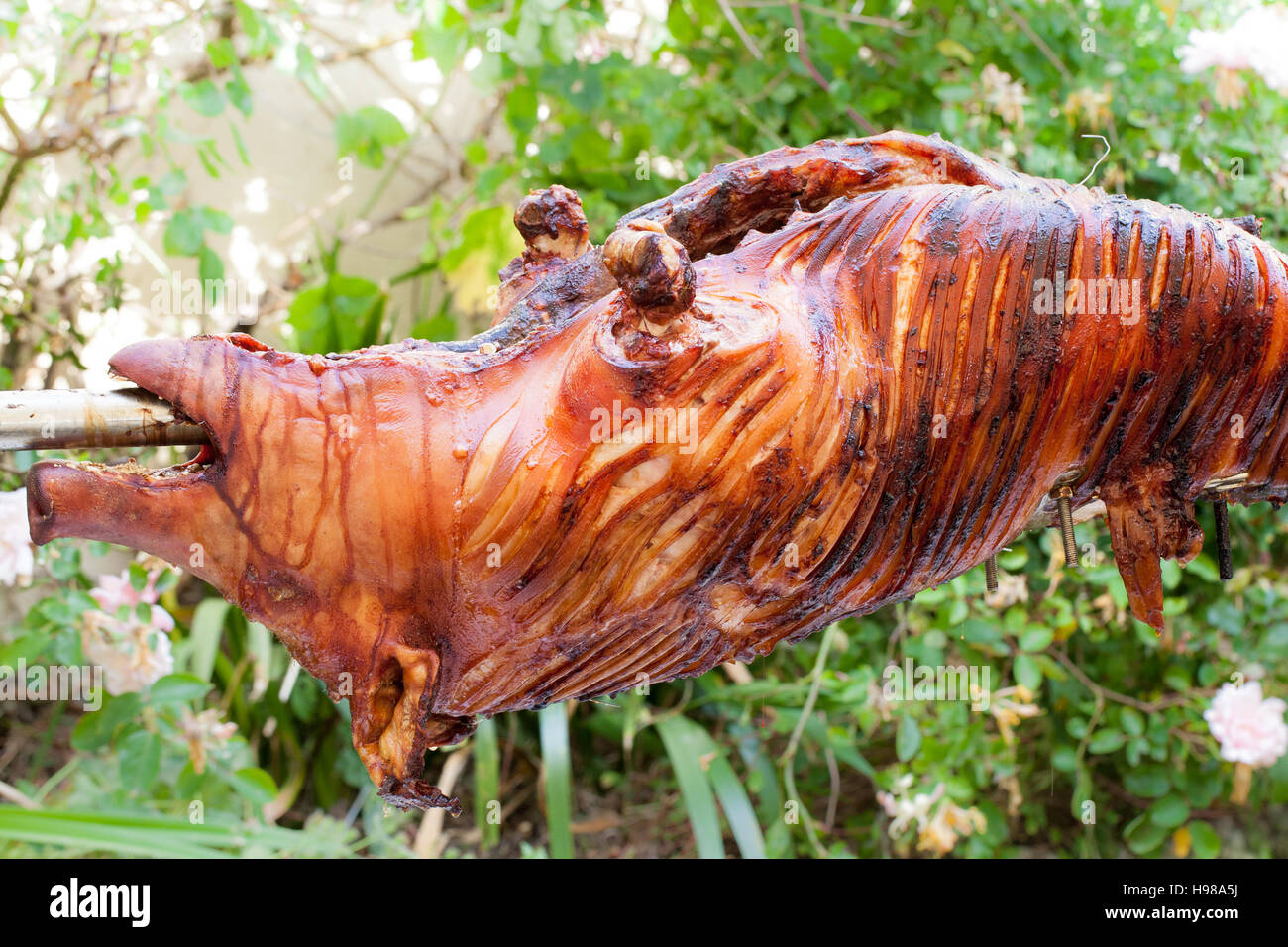Hog Roast whole pig cooked over charcoal for a large gathering Stock