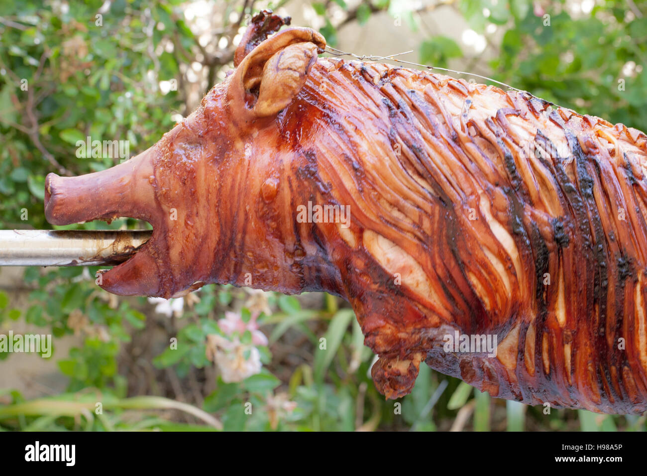 Hog Roast whole pig cooked over charcoal for a large gathering Stock