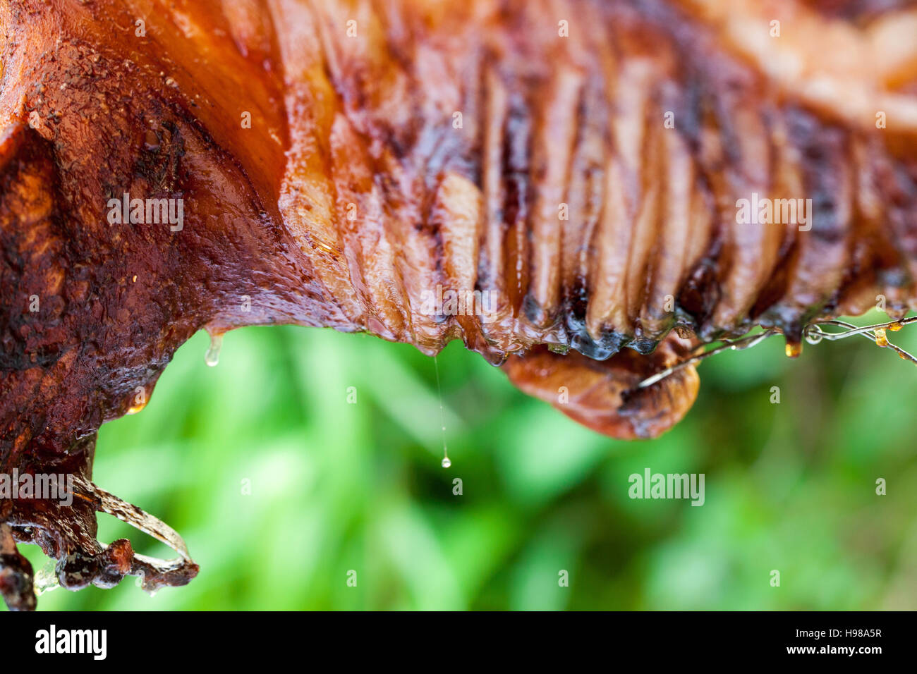 Hog Roast whole pig cooked over charcoal for a large gathering Stock