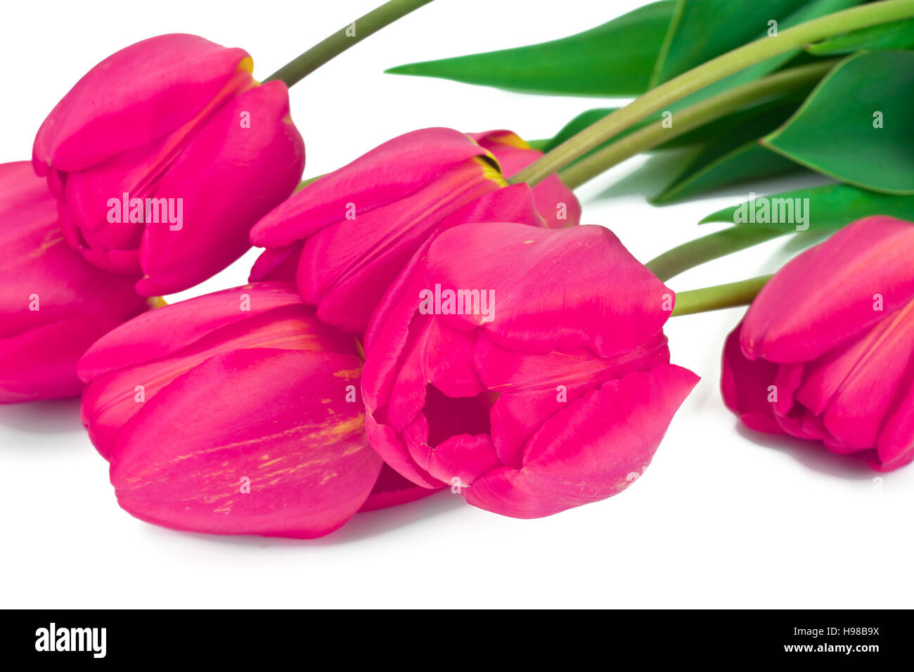 Beautiful Spring Flowers Tulips on White Background Studio Photo Stock ...
