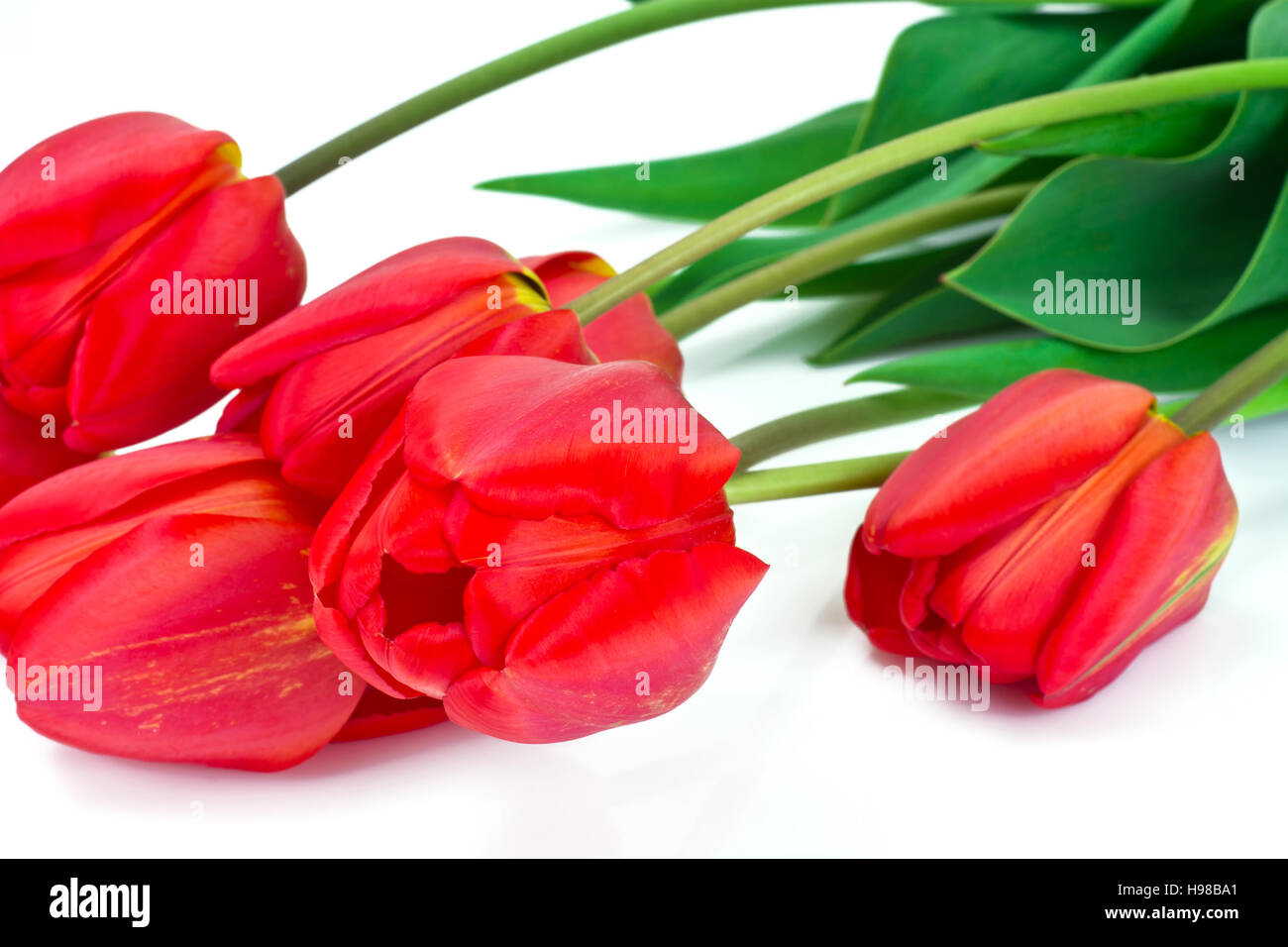 Beautiful Spring Flowers Tulips on White Background Studio Photo Stock ...