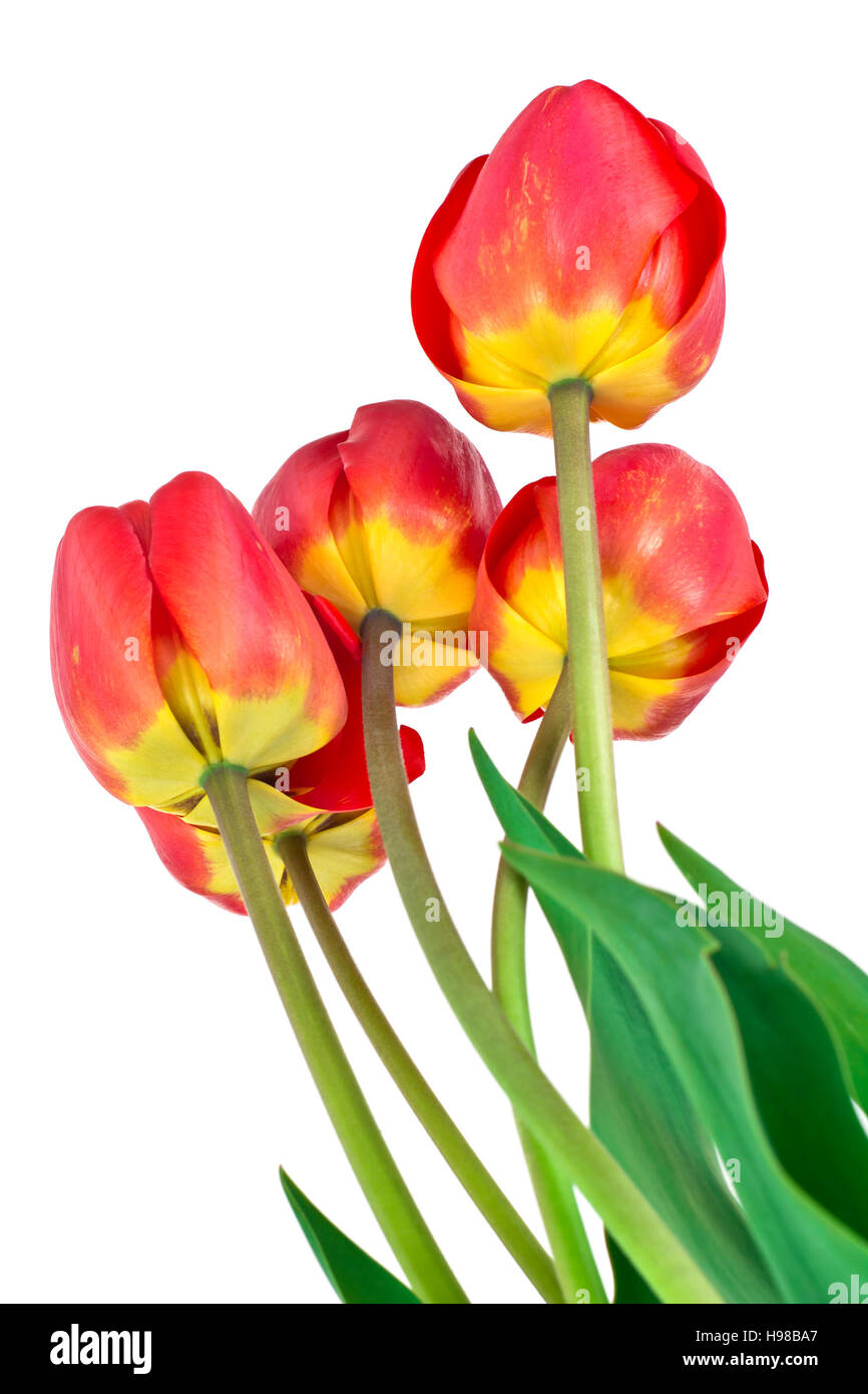 Beautiful Spring Flowers Tulips on White Background Studio Photo Stock ...