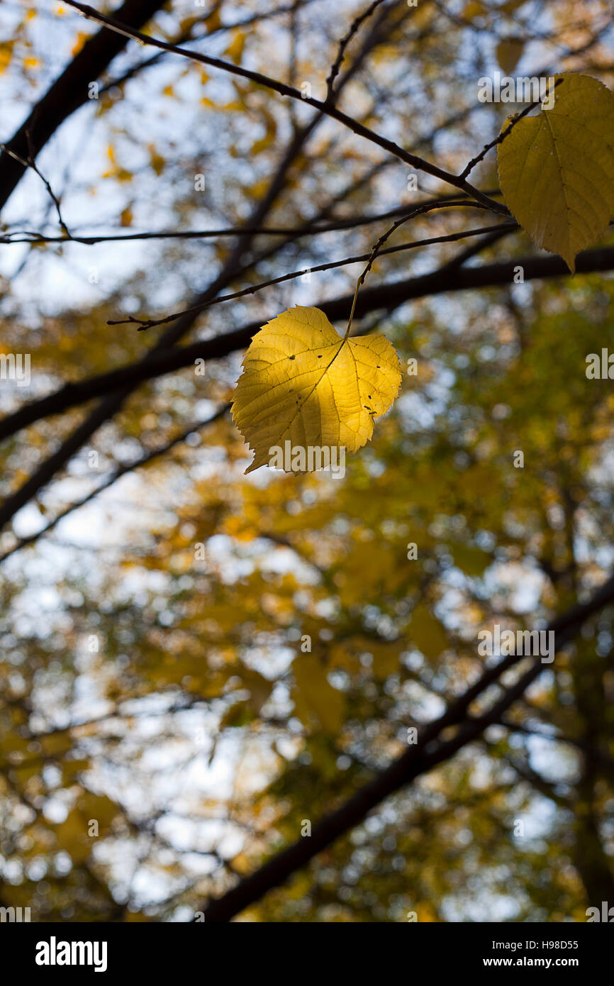 One Bright Leaf Stock Photo